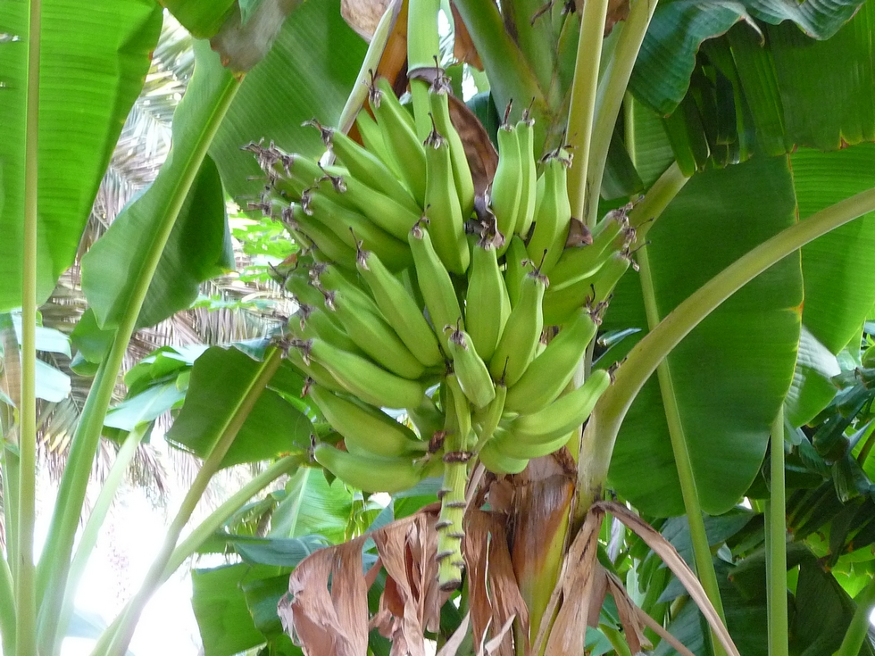 Bananier dans la palmeraie de Misfah.
