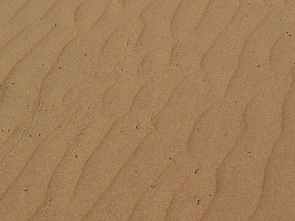 traces-vipere-desert de khaluf-decouverte-oman