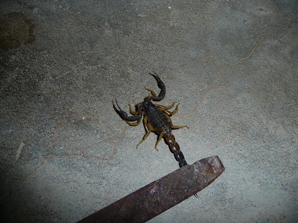 Scorpion dans la cour d'une maison de Nizwa. (Photo : Michel Bessone)