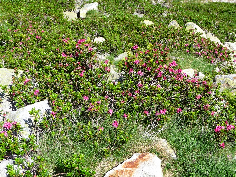 rhodos-en-fleurs-caillauas-lait-glaciaire