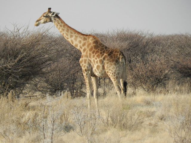 une-girafe-namibie