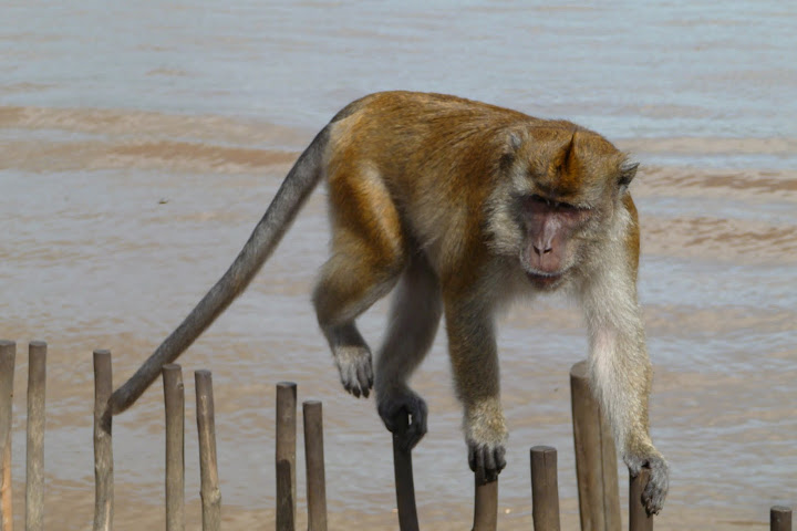 macaque-a-longue-queue-java-voyage-indonesie