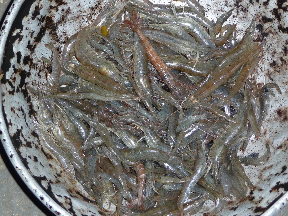 crevettes-sauvages-pechees-dans-riviere-bangladesh-chez-mes-amis-voyage-d-exception