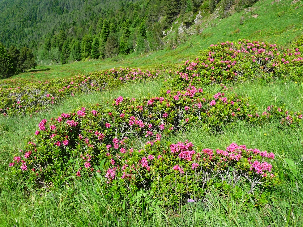 rhodos-bien-en-fleurs-cap-du-mont-boucle-au-depart-ens