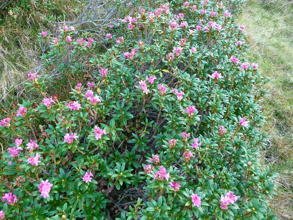 rhododendrons-fleuris-cascade-minerale-rhodos-en-fleurs-toussaint-val-d-aube