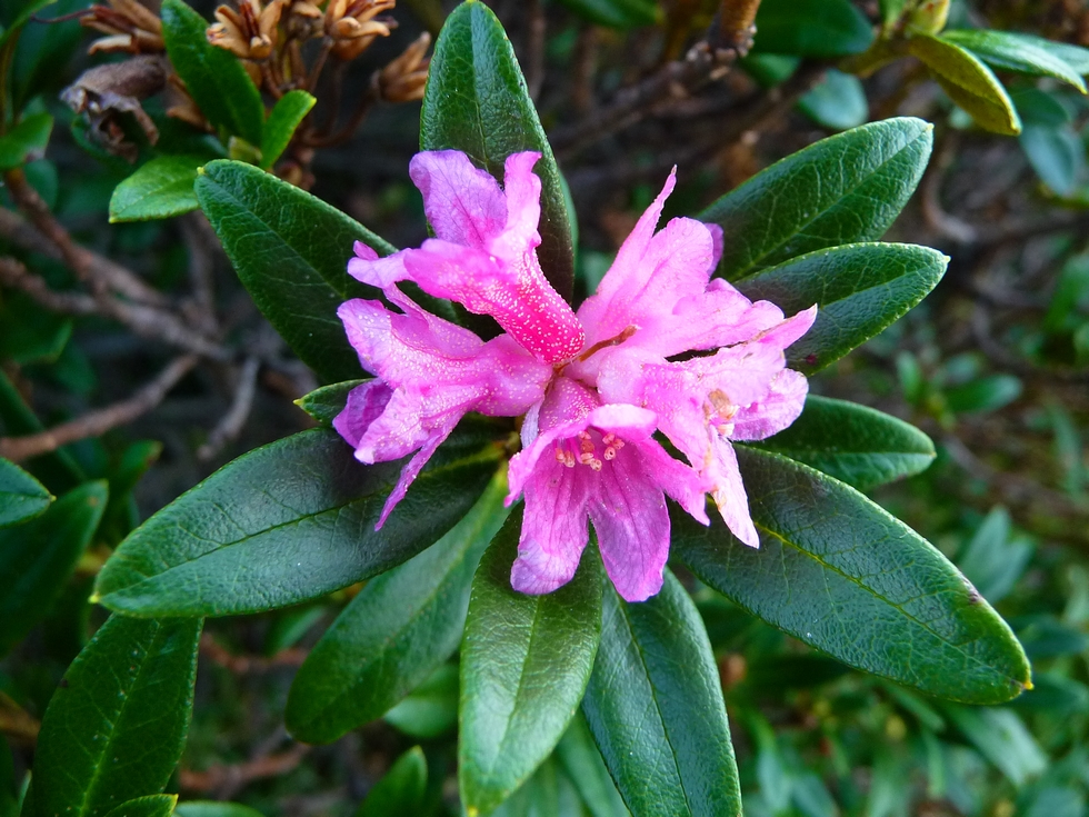 charmant-bouquet-rhodos-toussaint-cascade-minerale-rhodos-en-fleurs-toussaint-val-d-aube