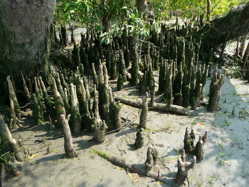 pneumatophores-caracteristiques-de-mangrove-bangladesh-second-travel-3