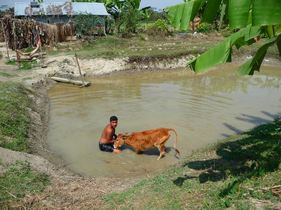rubel-s-apprete-laver-une-de-ses-vaches-dans-pushkuni-bangladesh-second-travel-9