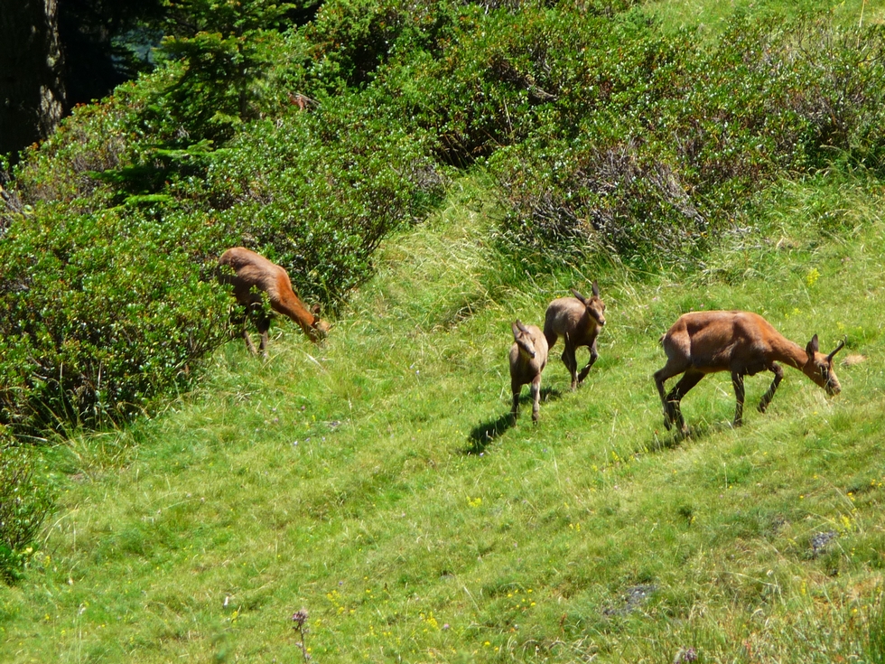 deux-petits-se-rapprochent-mere-biologique-ou-naturelle-chevree-rioumajou-quelques-questions-sur-isards