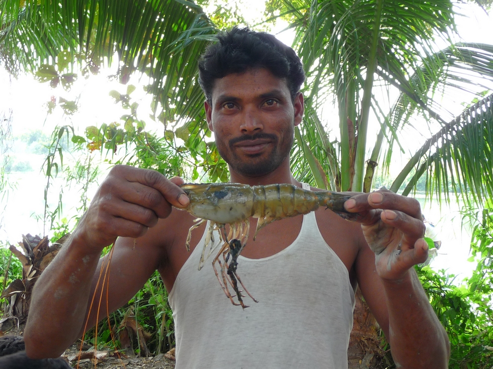 la-plus-belle-prise-une-crevette-sauvage-geante-bangladesh-second-travel-13