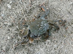 un-ou-deux-crabes-sans-interet-bangladesh-second-travel-13