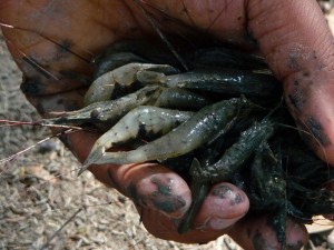 quelques-crevettes-bangladesh-second-travel-13