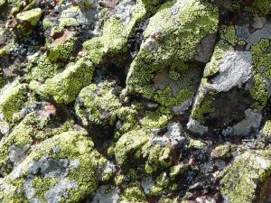 fameux-lichens-monne-rouye-balade-monne-rouye