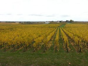 vignes-fronsadais-11-novembre-feuilles-commencent-tomber-fin-vendanges-dans-bordelais