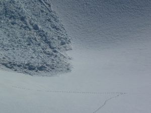 traces-renard-et-front-avalanche-escapade-en-val-aube