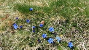 bleues-printemps-gentianes-et-bandes-de-neige-au-signal-de-bassia