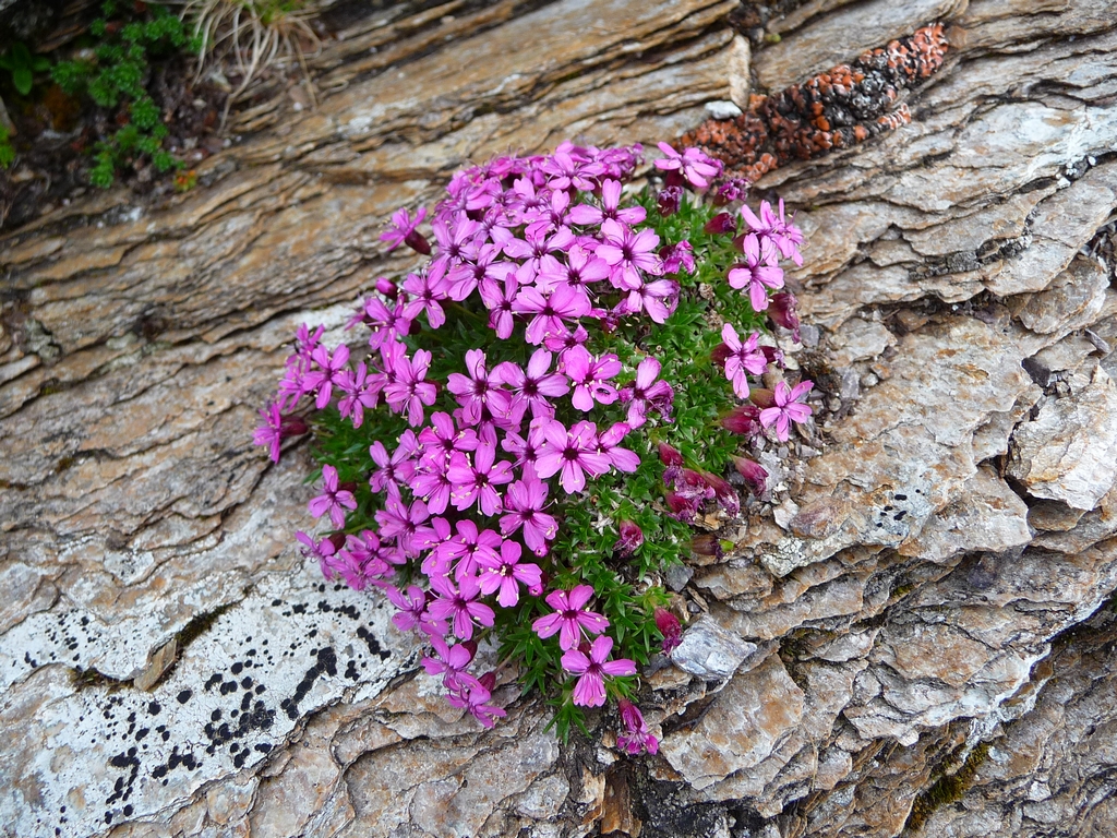 plante-de-montagne-et-de-toundra-le-silene-acaule-pic-aiguillette-et-pic-marioules