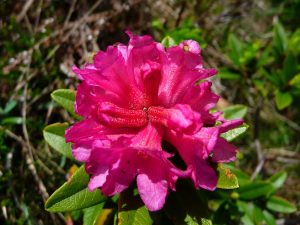 rhodo-fin-mai-en-amont-cadeilhan-trachere-des-images-crete-traoues-un-printemps-trop-estival