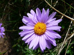 aster-vers-tella