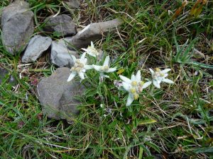 des-fleurs-dit-on-immortelles-dans-pentes-pic-tramezaygues