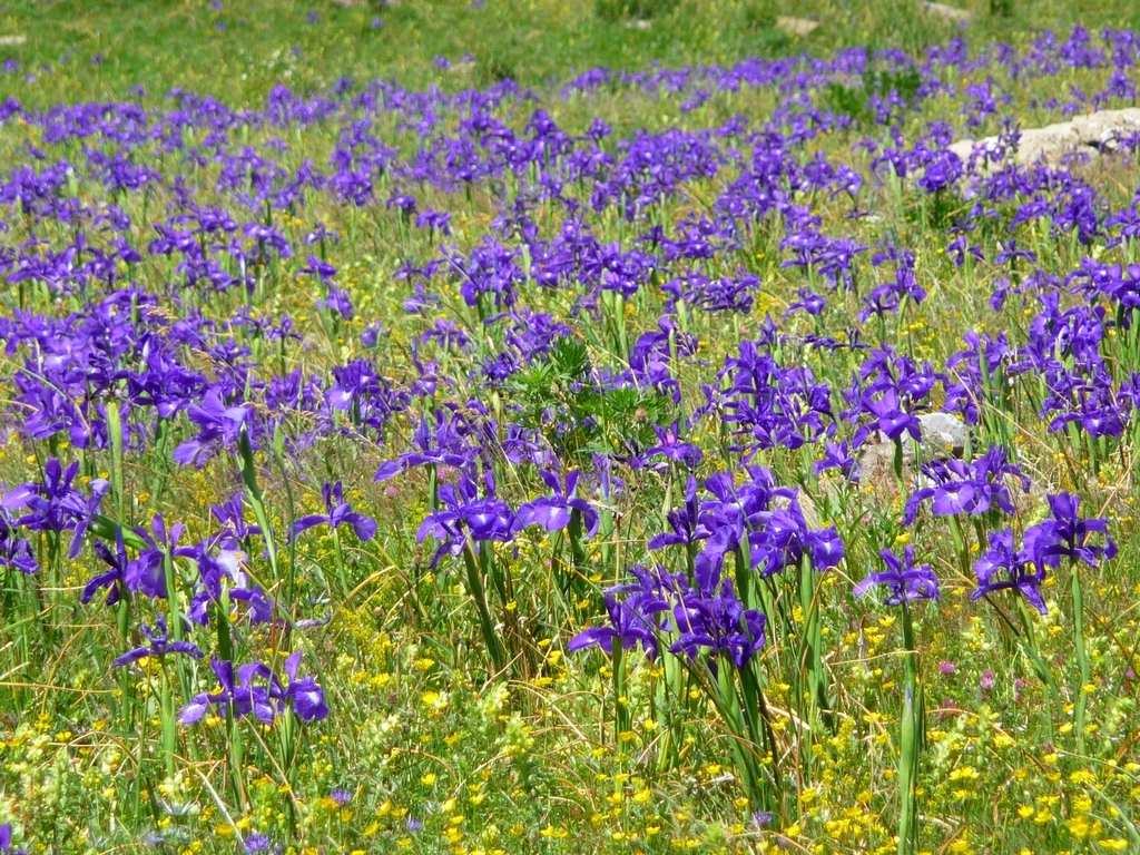 champ-iris-une-curiosite-botanique-iris-blanc-pyrenees