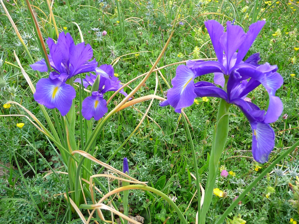 iris-pyrenees-une-curiosite-botanique-iris-blanc-pyrenees