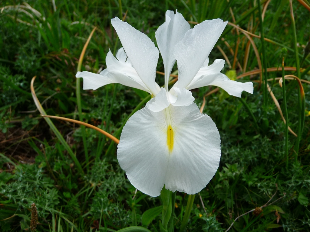 Une curiosité botanique : l'iris blanc des Pyrénées – RANDONNEES, VOYAGES,  DECOUVERTE