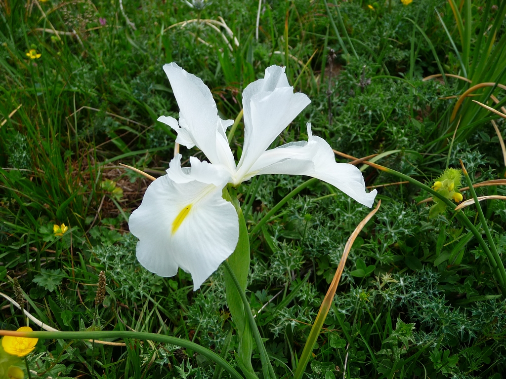 vue-de-fleur-sous-autre-angle-une-curiosite-botanique-iris-blanc-pyrenees