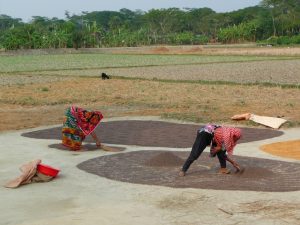 il-faut-beaucoup-se-baisser-riz-au-bangladesh-aspects-vie-quotidienne-2
