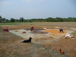piara-et-kanok-etalent-riz-sur-aire-sechage-riz-au-bangladesh-aspects-vie-quotidienne-2