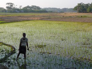 travail-dans-rizieres-connu-pour-sa-penibilite-riz-au-bangladesh-aspects-vie-quotidienne-1