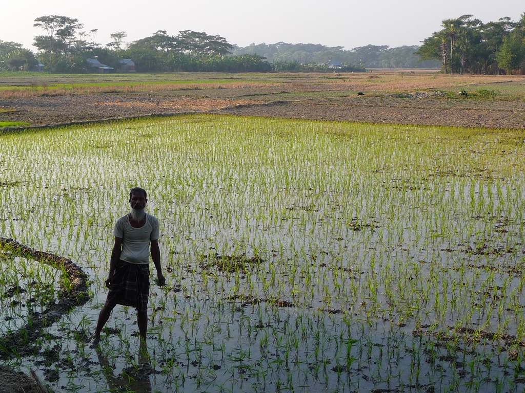 travail-dans-rizieres-connu-pour-sa-penibilite-riz-au-bangladesh-aspects-vie-quotidienne-1