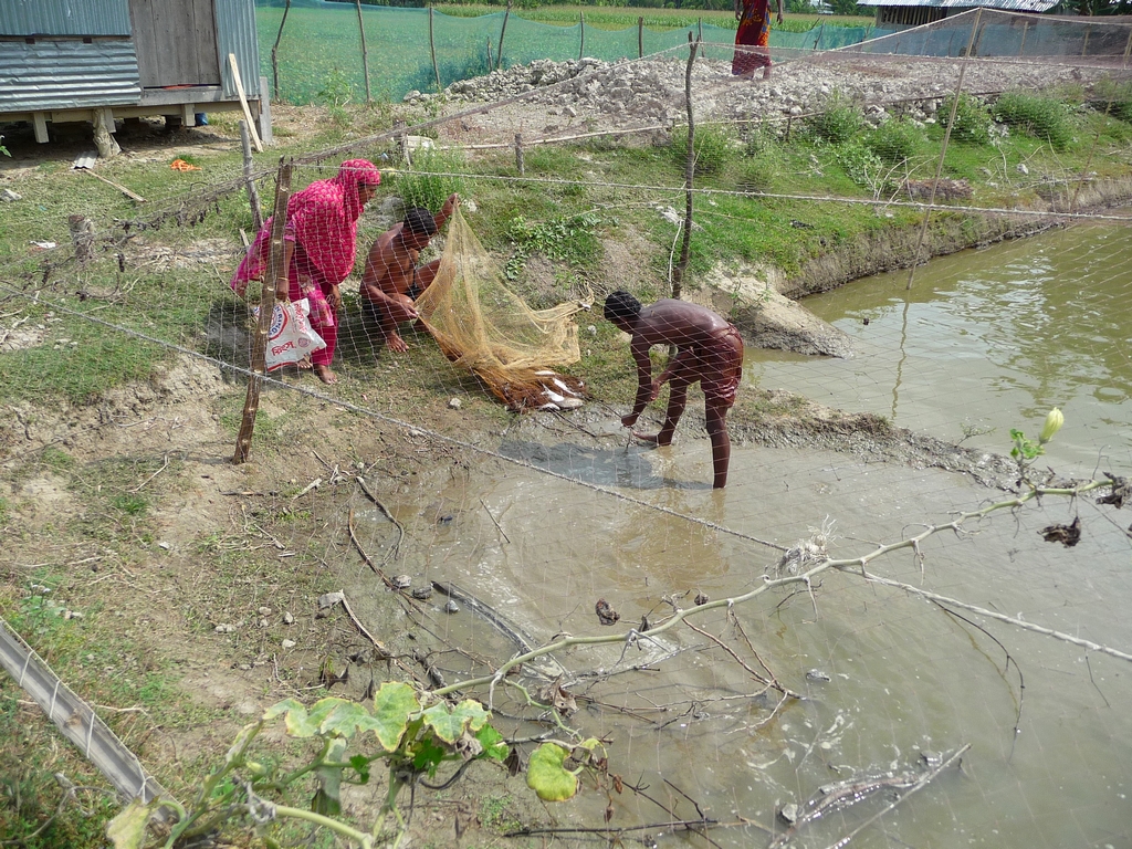 poissons-seront-tries-et-certains-remis-a-eau-un-nouveau-voyage-chez-mes-amis-bangladesh