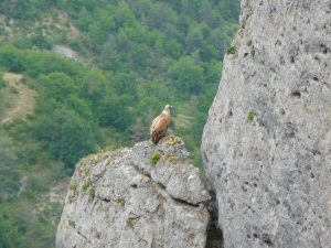 vautour-fauve-a-aire-une-boucle-dans-gorges-tarn-et-jonte