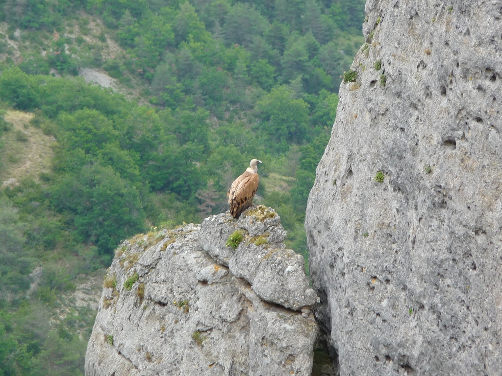 vautour-fauve-a-aire-une-boucle-dans-gorges-tarn-et-jonte