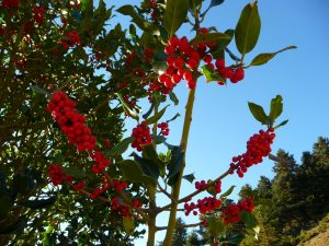 sur-itineraire-montee-tres-belles-grappes-houx-au-signal-de-bassia-a-la-tombee-du-jour