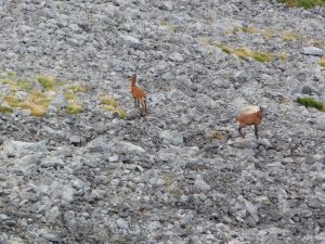 sur-les-hauteurs-desertiques-du-cotiella-1