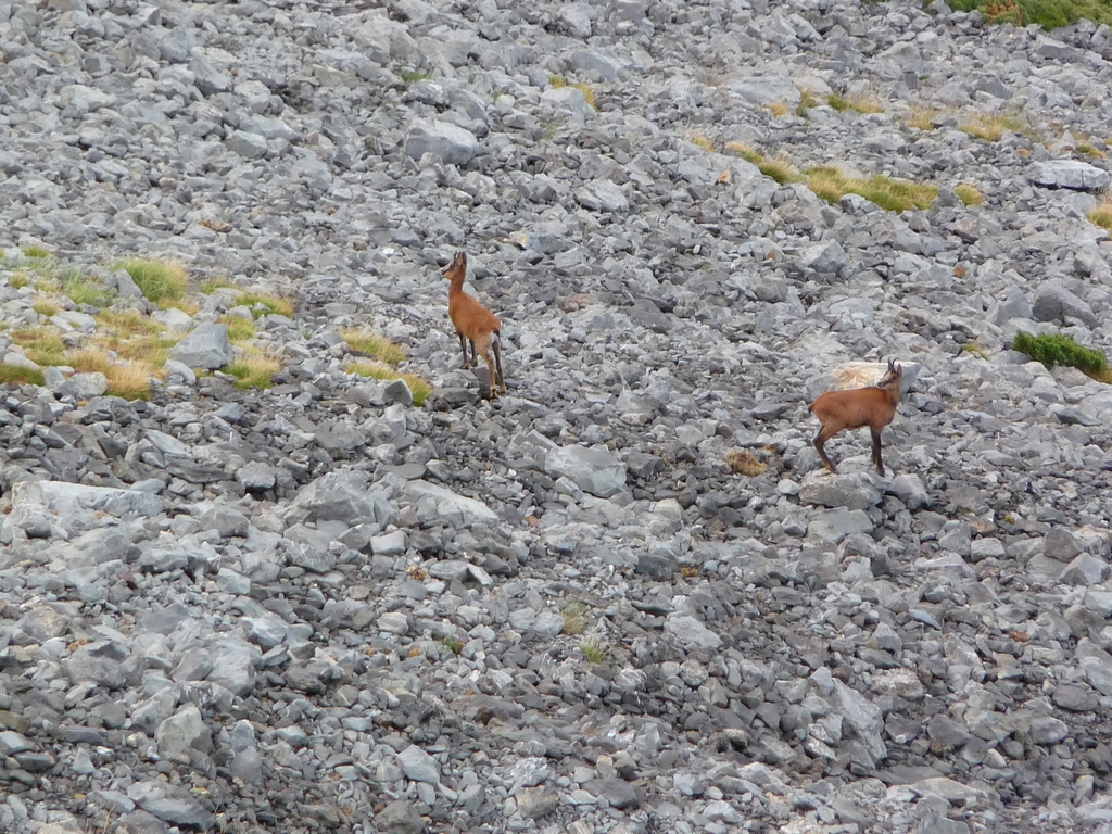 tranquilles-deux-isards-sur-les-hauteurs-desertiques-du-cotiella-1