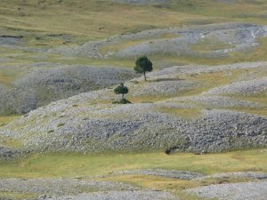 solitaires-sur-les-hauteurs-desertiques-du-cotiella-2