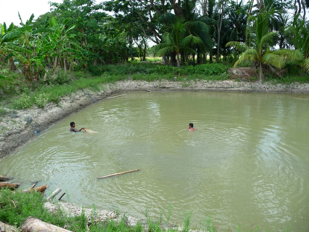 rubel-et-jamal-avancent-nageant-dans-pushkuni-trainant-filet-derriere-eux-peche-traditionnelle-au-filet