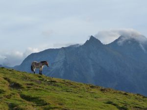 cheval-et-pics-fin-apres-midi-au-pic-aubas