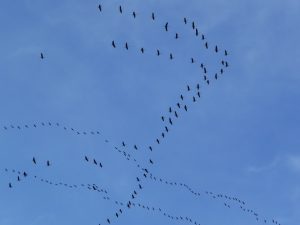 vol-migratoire-grues-cendrees-hiver-approche-vol-grues-cendrees-au-dessus-mont-aspet