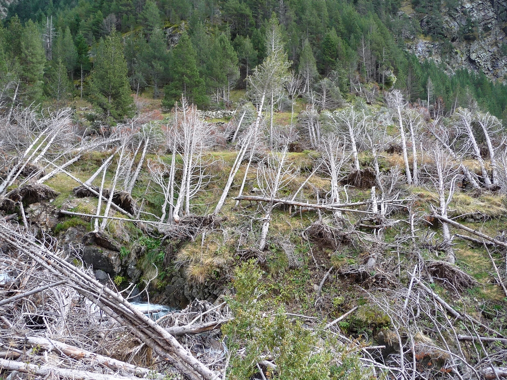 cimetiere-pins-resultat-avalanche-en-vallee-trigoniero