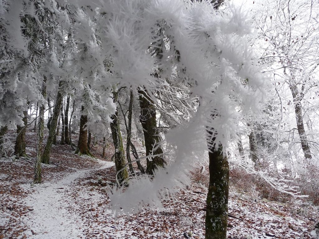 en-sous-bois-balade-givrante-vers-montaut