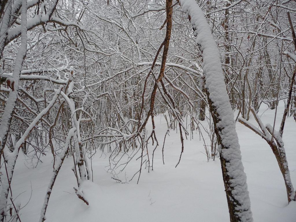 magie-sous-bois-vallon-estiouere-sous-neige