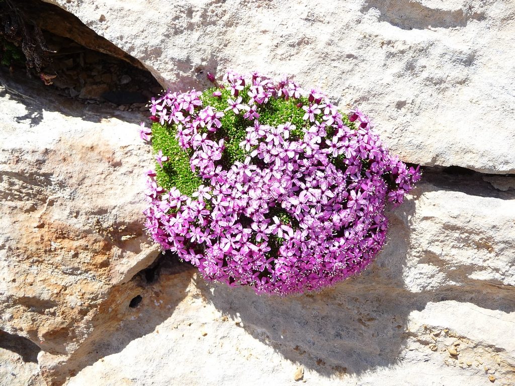 silene-acaule-en-coussinet montagne-cap-long-pic-campbieil-ascension-beau-3000