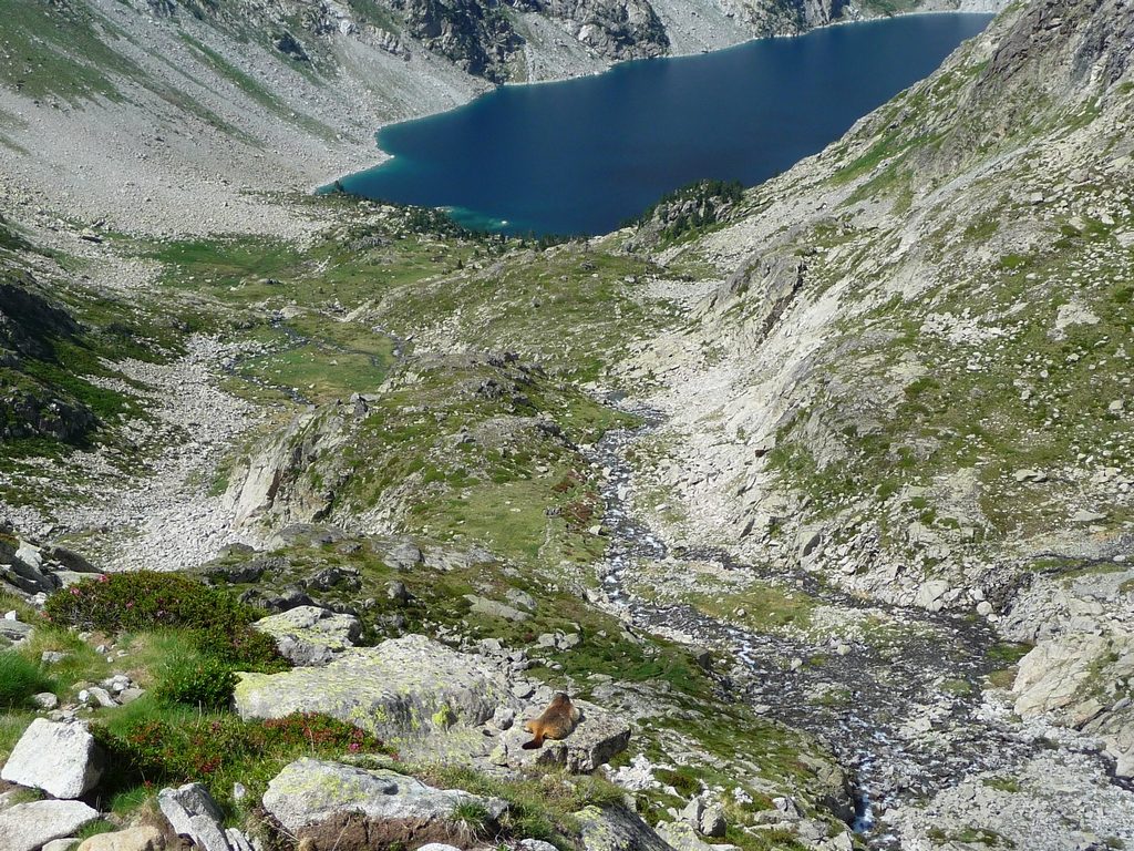 marmotte-prend-tranquillement-soleil-montagne-cap-long-pic-campbieil-ascension-beau-3000