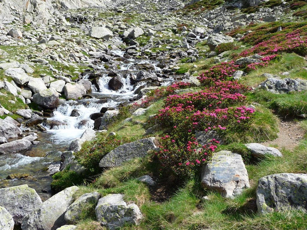 rhodos-en-fleurs-donnent-attrait-supplementaire-a-randonnee-montagne-cap-long-pic-campbieil-ascension-beau-3000