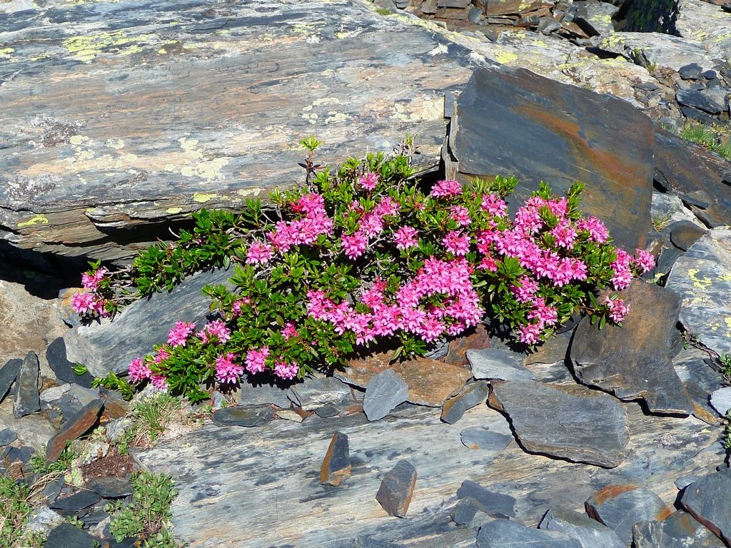 buisson-rhododendrons-fleurs-roche-hourquette-heas