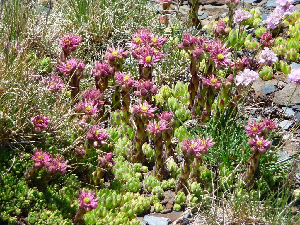 barbe-maitre-dieux-fleurs-roche-hourquette-heas